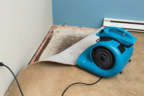Best Professional water damage repair  in Battlefield, MO